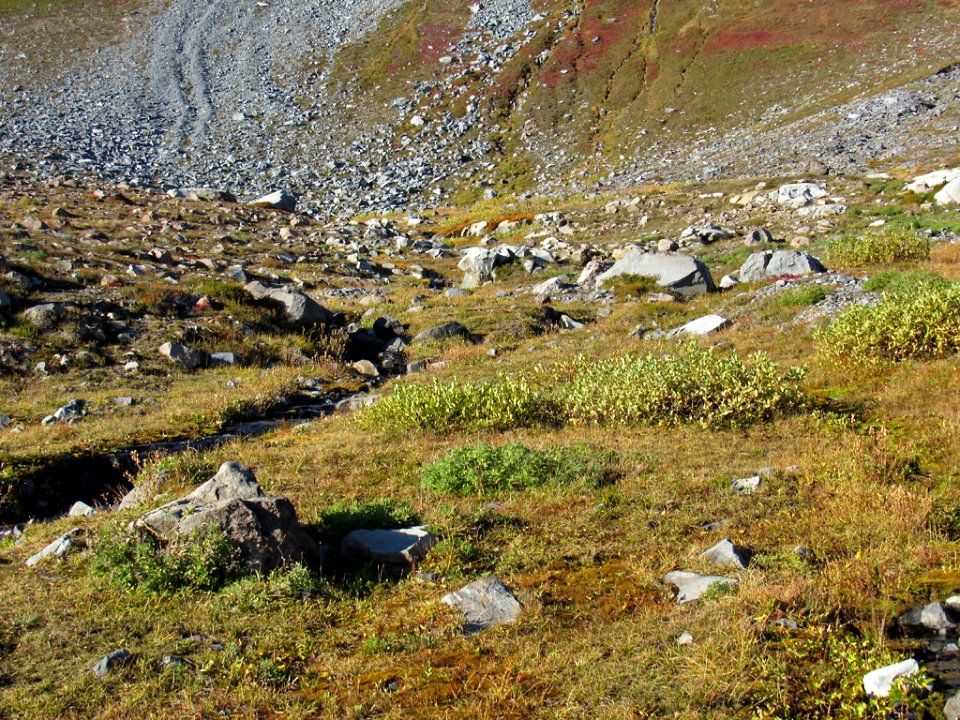 Autumn at Skyline Trail at Mt. Rainier NP in WA
