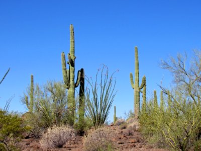 Organ Pipe Cactus NM in Arizona