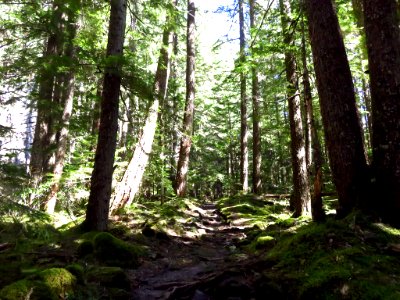 Ramona Falls Hike at Mt. Hood Wilderness in Oregon