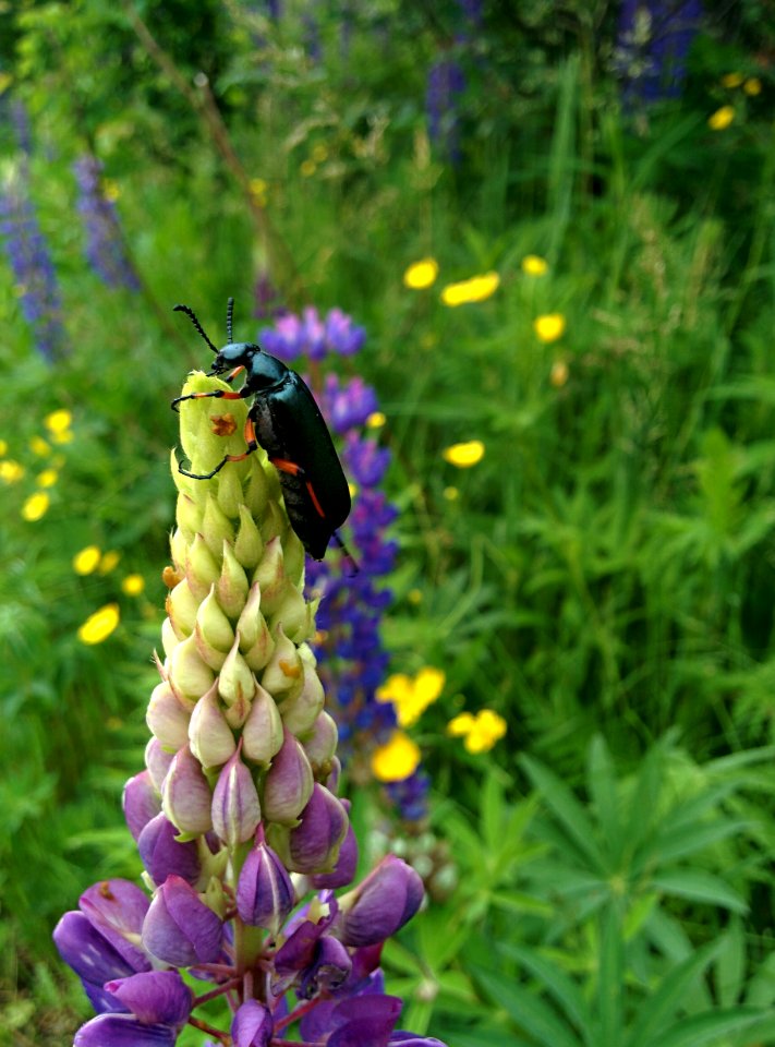 Blister Beetle on Lupine