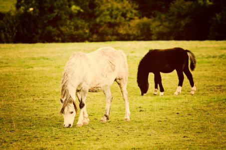 horses in the field