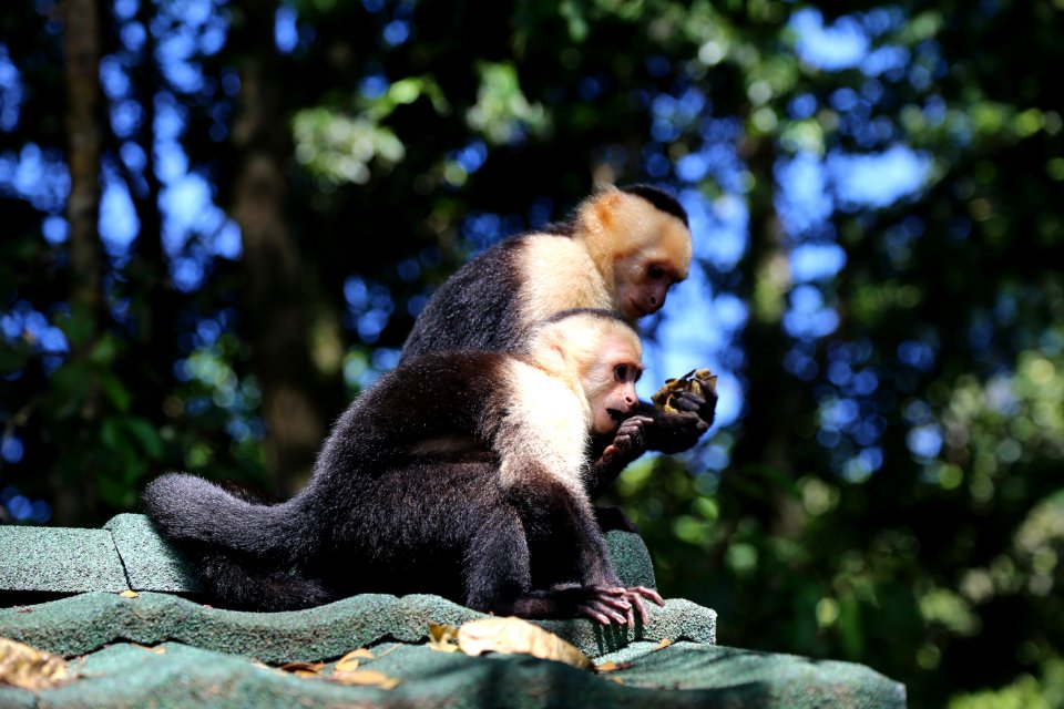 White-faced Capuchin Monkey