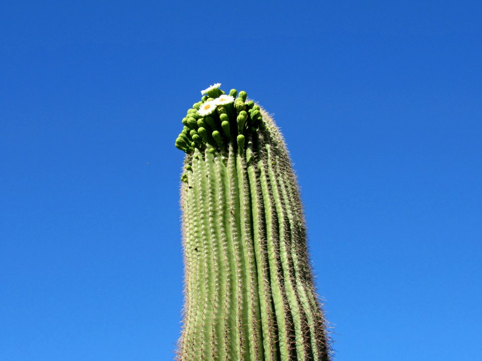 Organ Pipe Cactus NM in Arizona