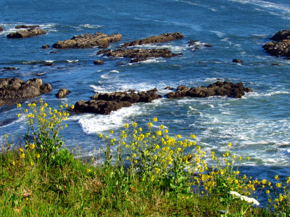 Yaquina Head Natural Area in OR