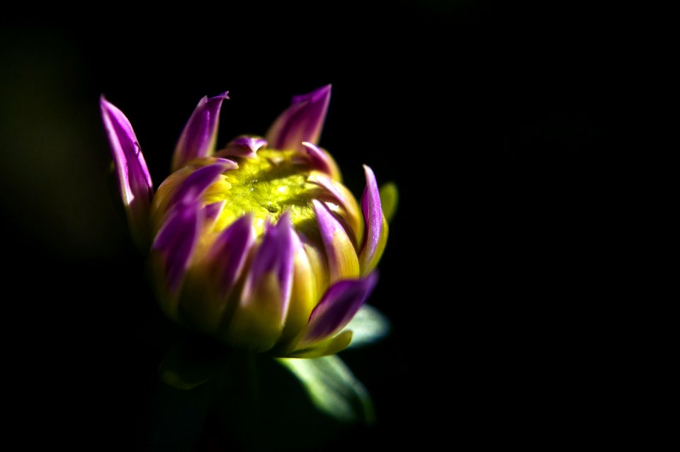 Flor de xardin