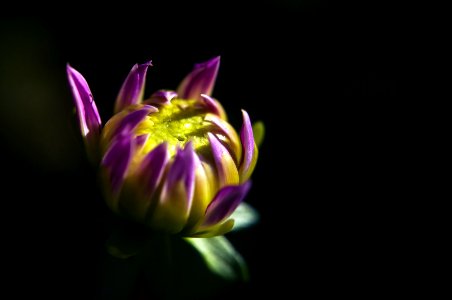 Flor de xardin