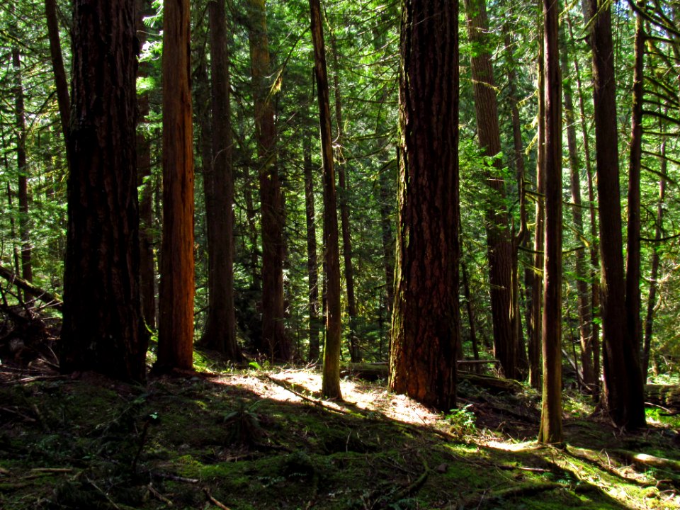 Falls Creek Falls Trail in WA