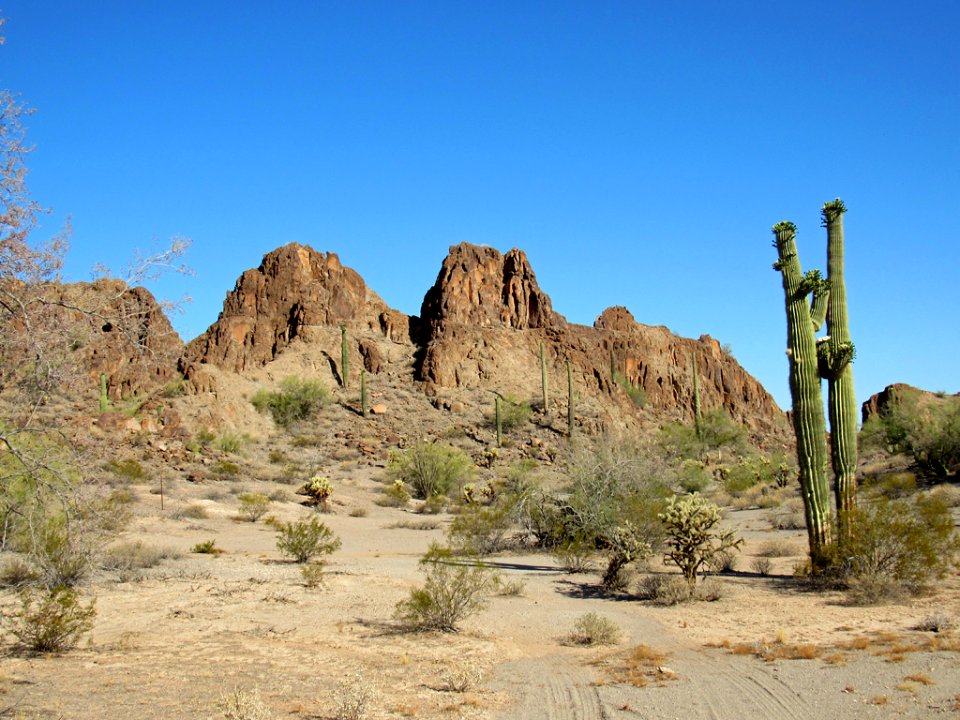 Organ Pipe Cactus NM in Arizona