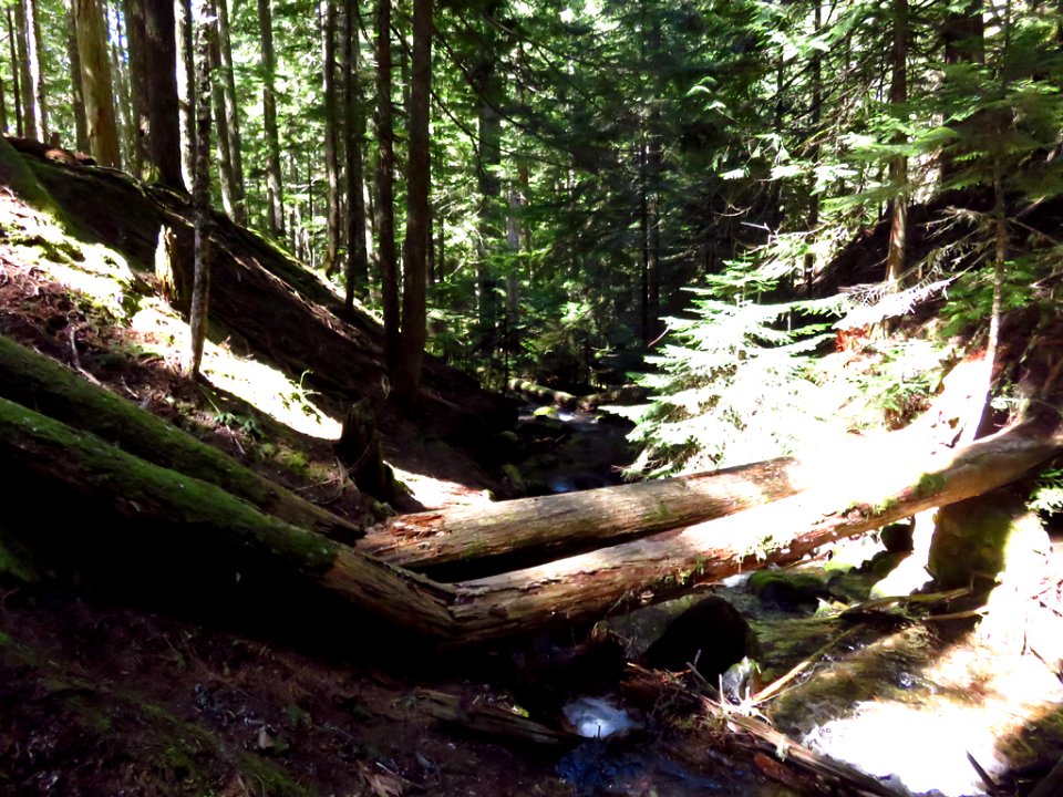 Ramona Falls Hike at Mt. Hood Wilderness in Oregon