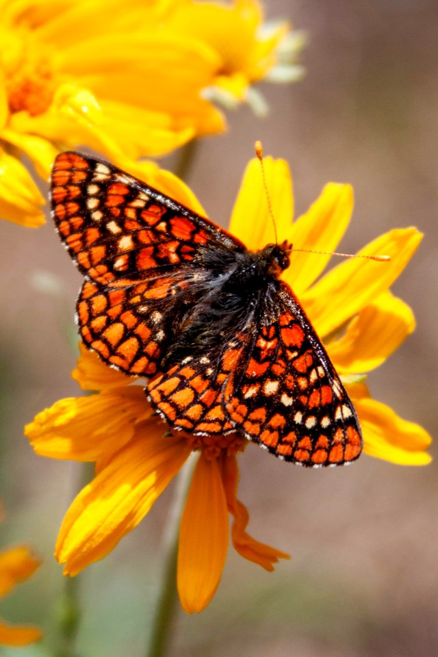 Checkerspot Butterfly