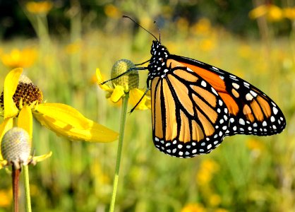 Monarch gray-headed coneflower