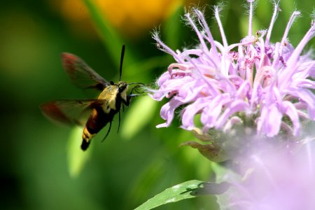 Hummingbird clearwing moth visiting a wild bergamot flower