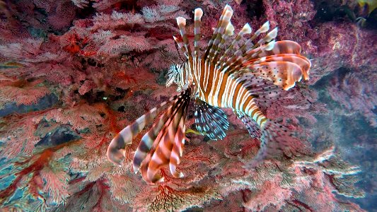 Lionfish from the side Isle of Pine New Caledonia