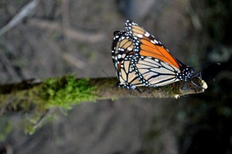 Monarchs in Mexico photo