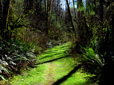 Forest at God's Thumb Hike in OR