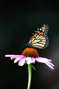 Monarch butterfly on purple coneflower photo