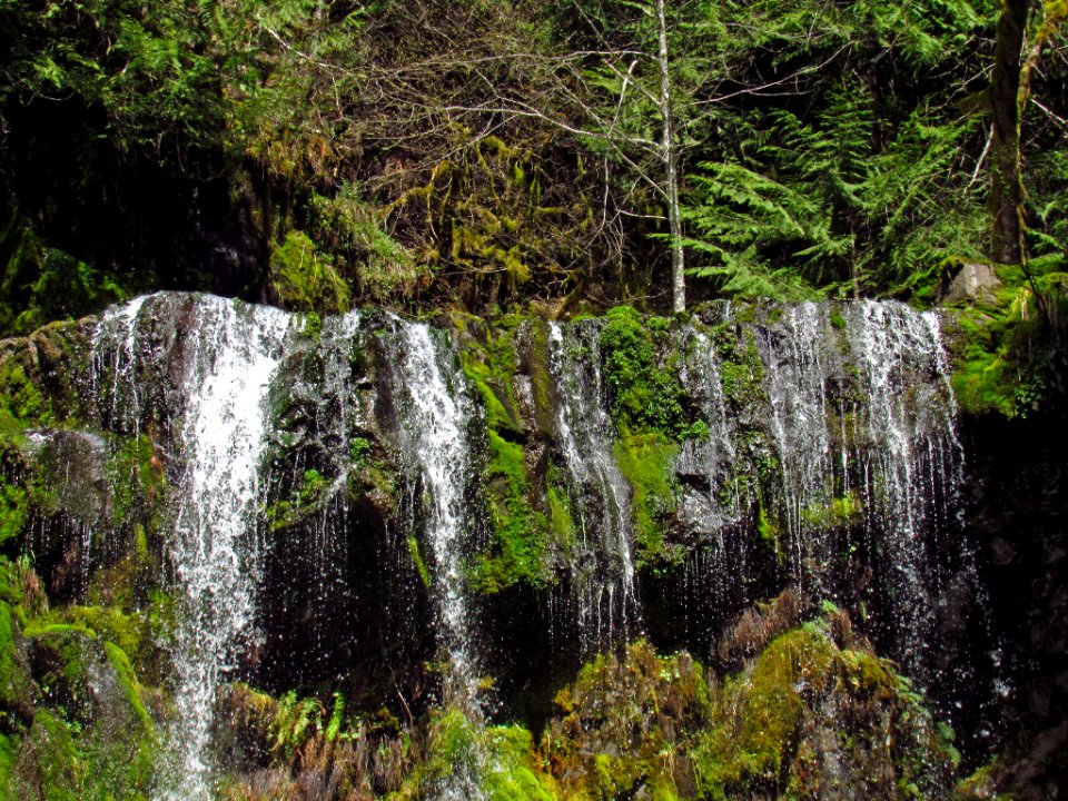 Panther Creek Falls Trail in WA