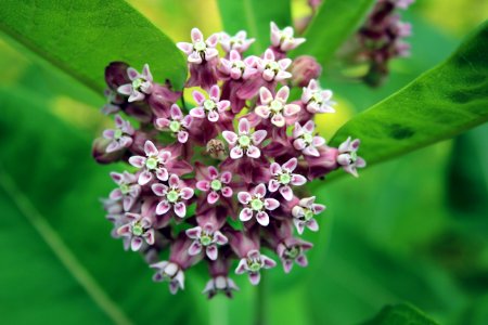 Milkweed in bloom