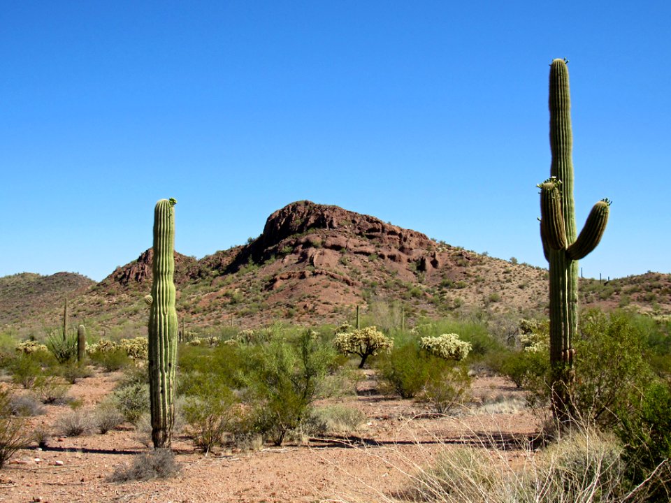 Organ Pipe Cactus NM in Arizona