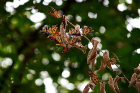 Monarch butterflies roosting with a dragonfly