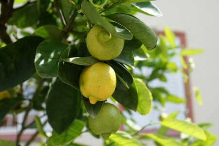 Sour fruit lemon tree
