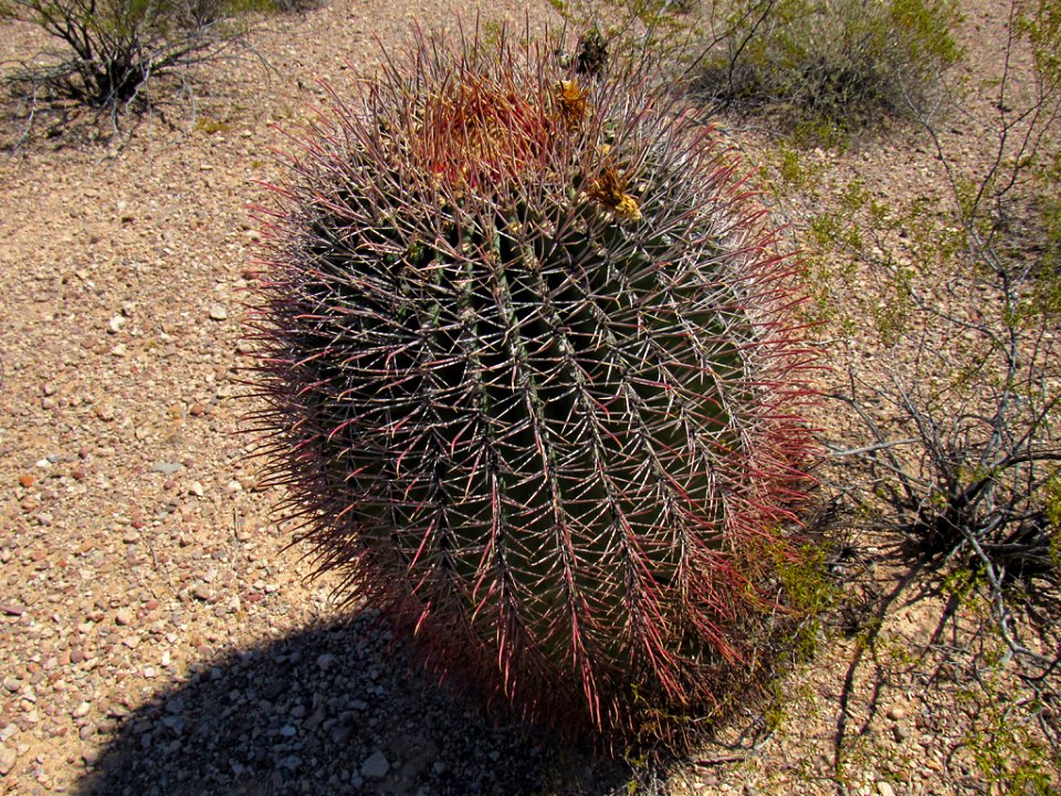 Organ Pipe Cactus NM in Arizona