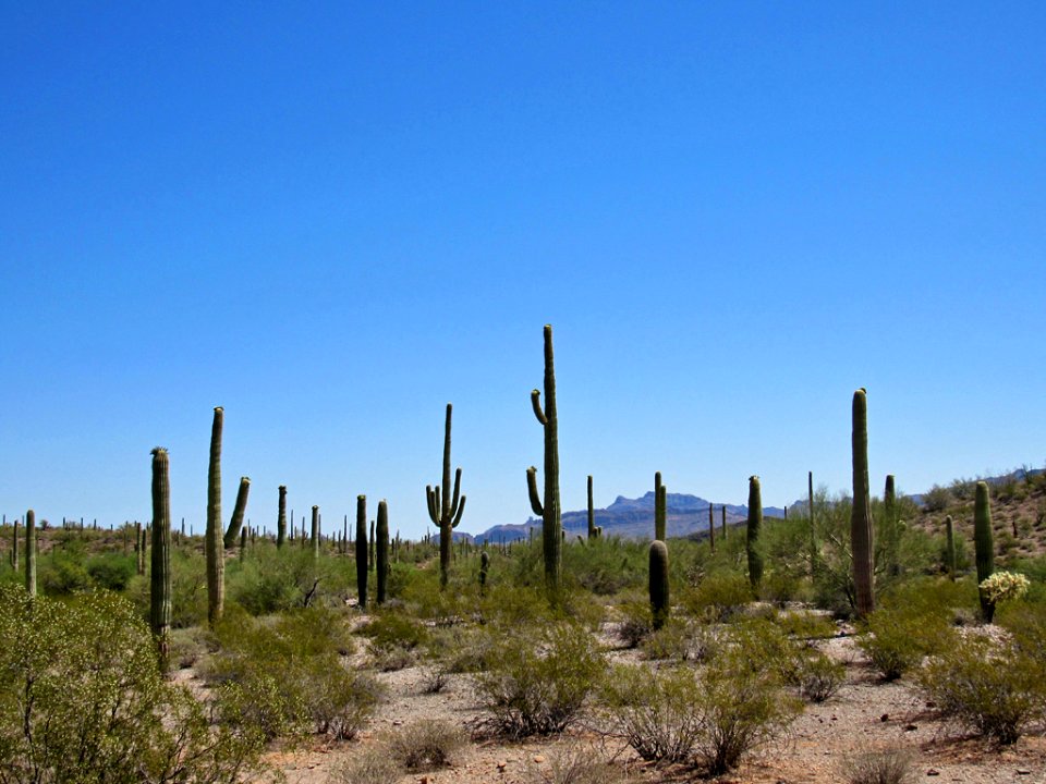 Organ Pipe Cactus NM in Arizona