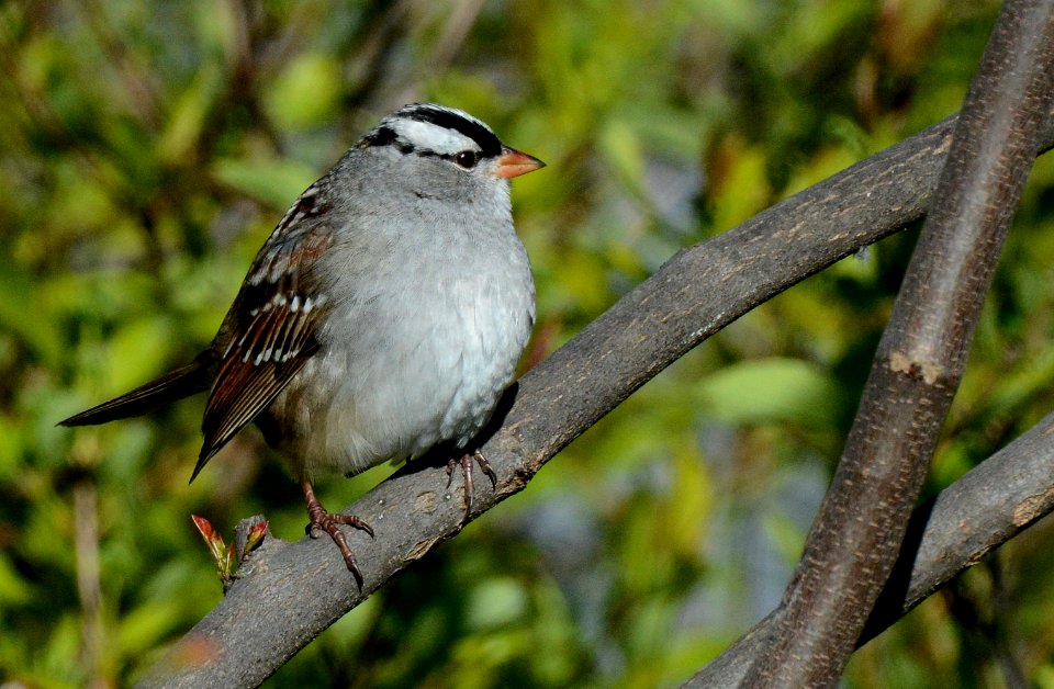 White-crowned Sparrow in DeWitt, MI