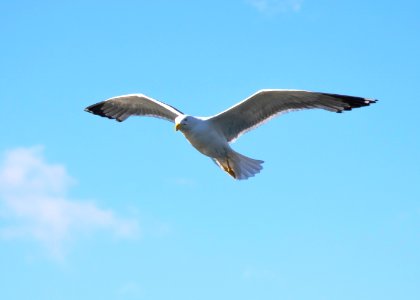 gull photo