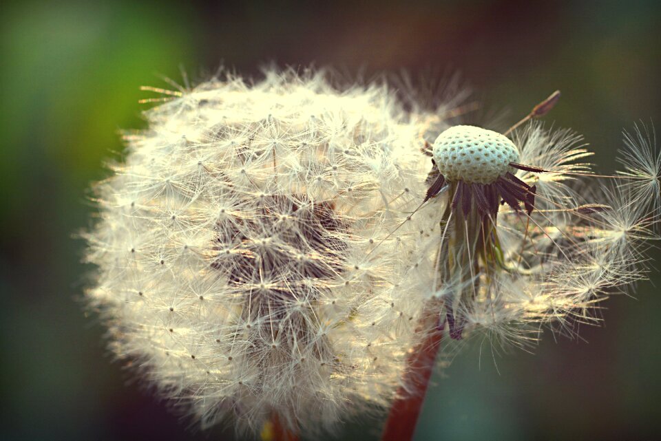 Spring flower spore