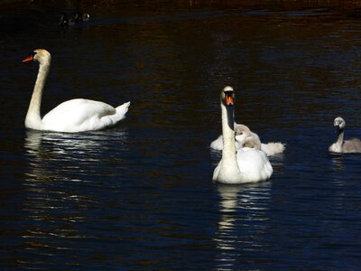 Spring pond swim photo