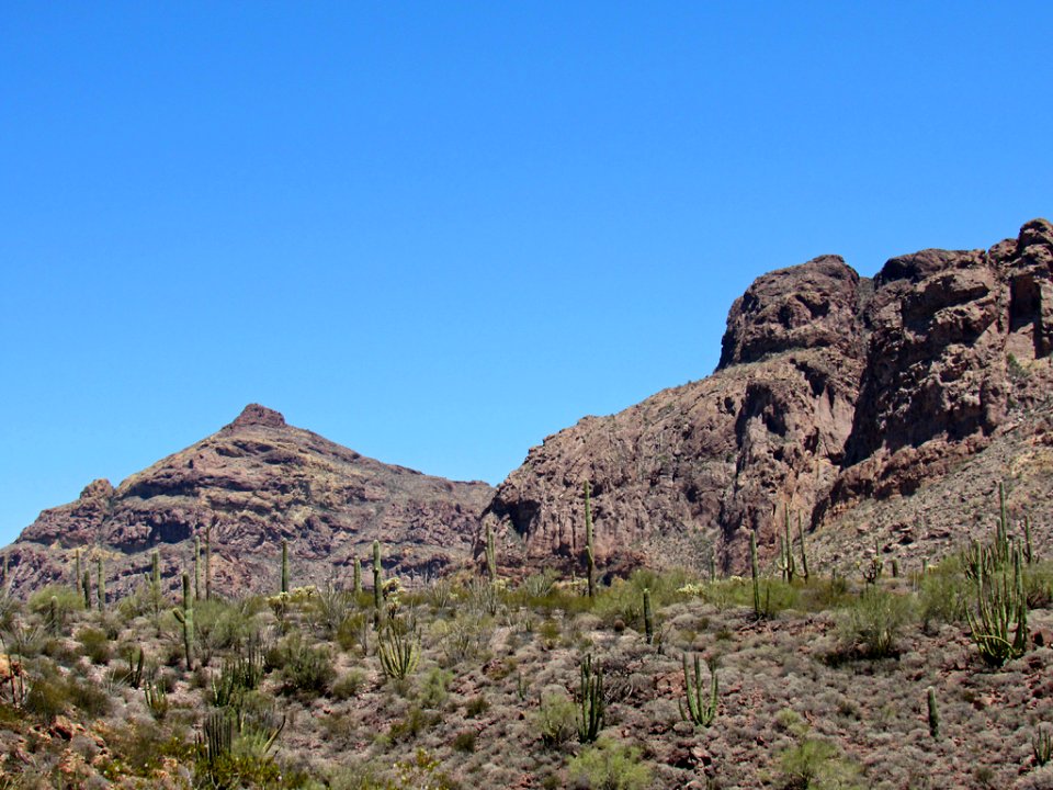 Organ Pipe Cactus NM in Arizona