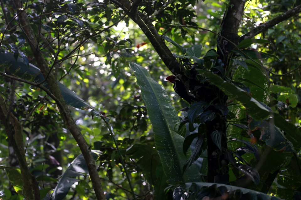 Pale-billed Woodpecker (?)