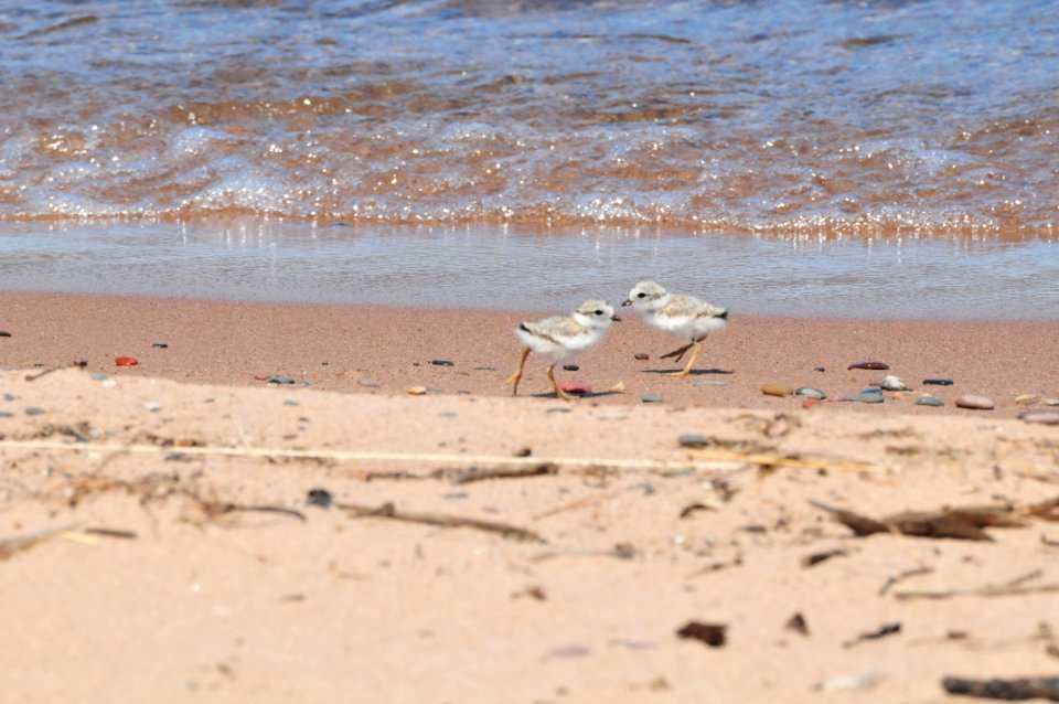 Piping Plover Chicks - Free Stock Photos | Creazilla