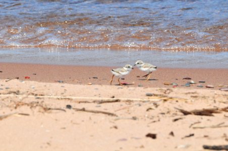 Piping Plover Chicks photo