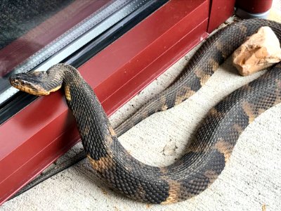 Broad-banded water snake