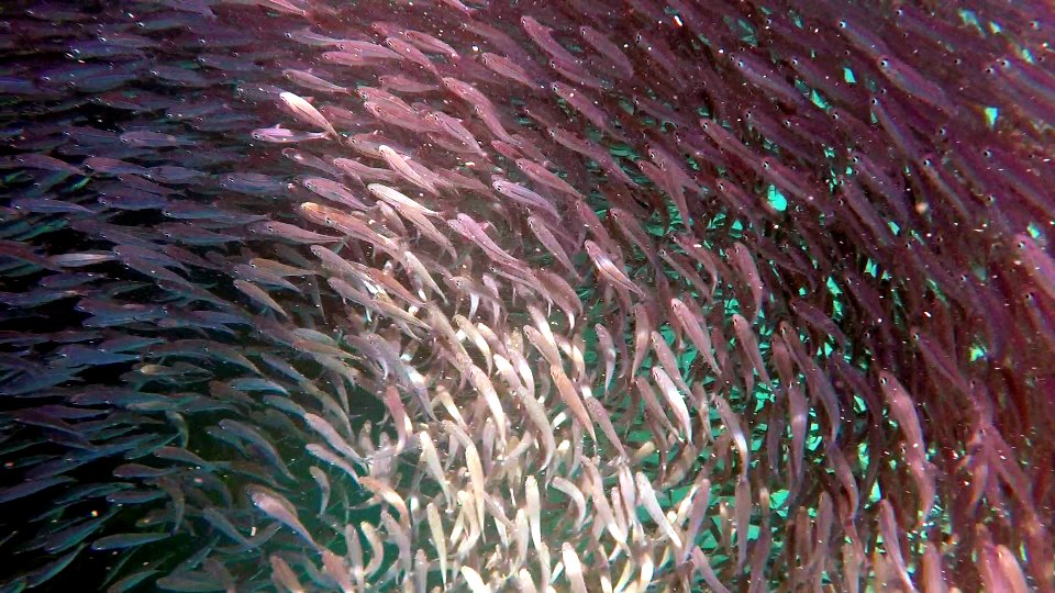 Swirling fishes Isle of Pine New Caledonia