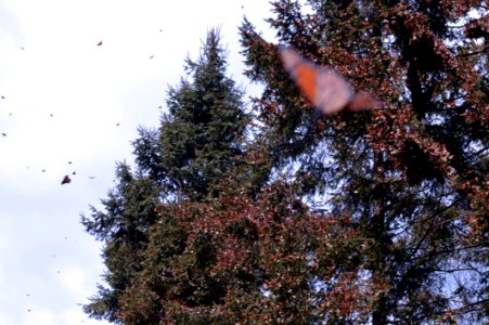 Monarchs in Mexico
