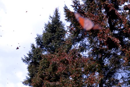 Monarchs in Mexico photo