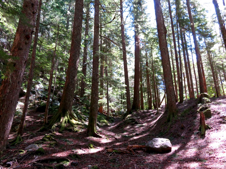 Ramona Falls Hike at Mt. Hood Wilderness in Oregon