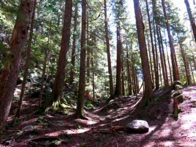 Ramona Falls Hike at Mt. Hood Wilderness in Oregon