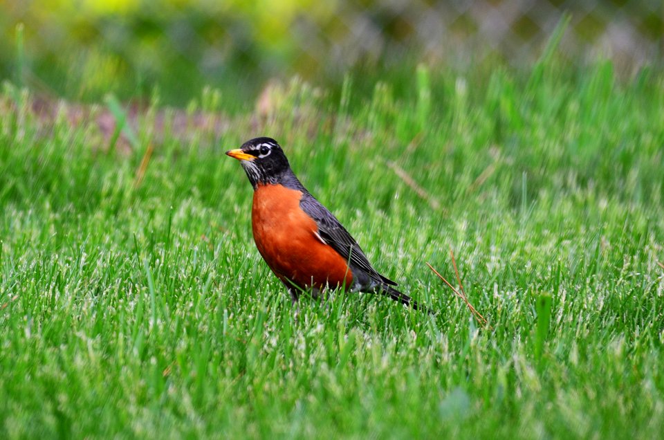 American Robin photo