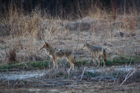 Coyote sightings at Big Muddy National Fish and Wildlife Refuge