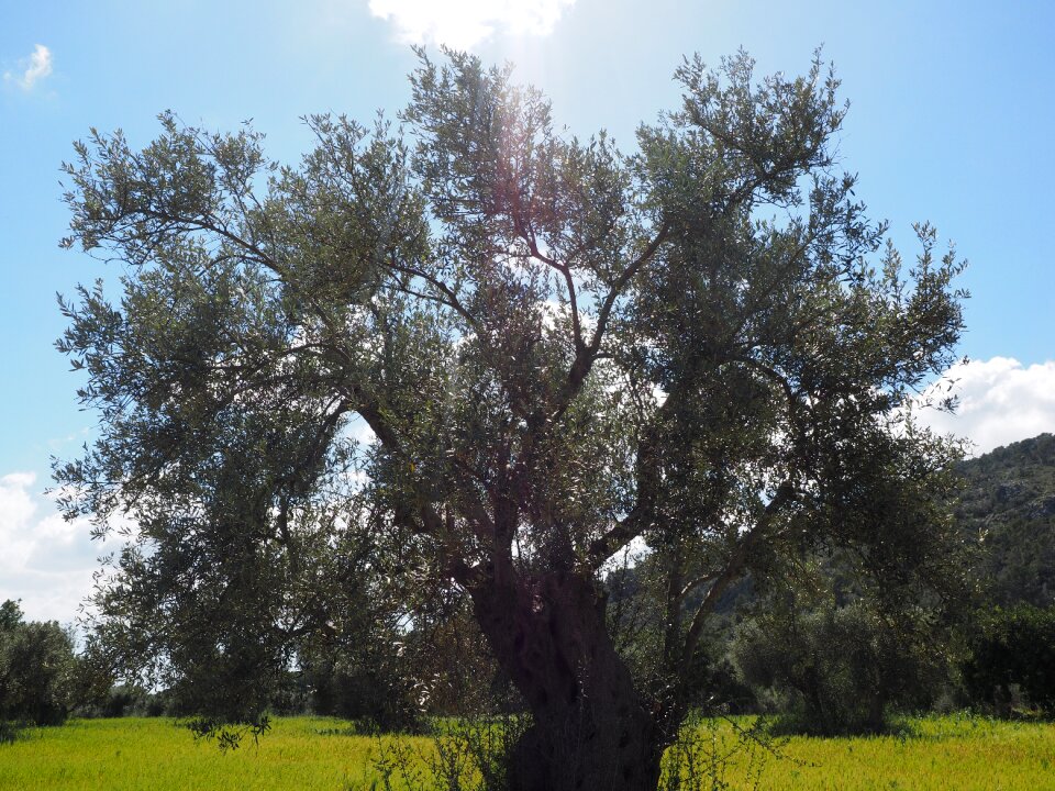 Tree olive garden olive grove