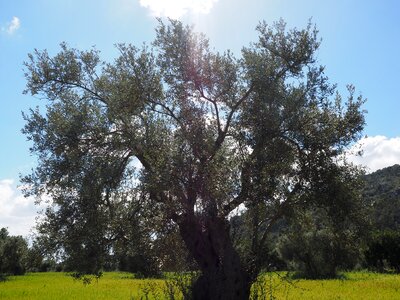 Tree olive garden olive grove
