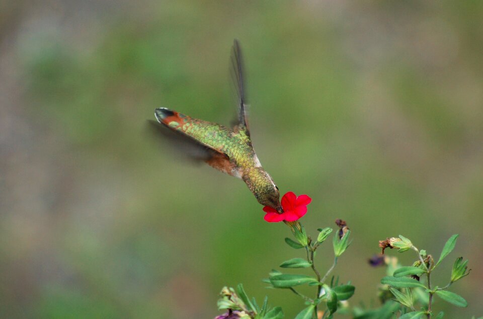 Flower humming bird