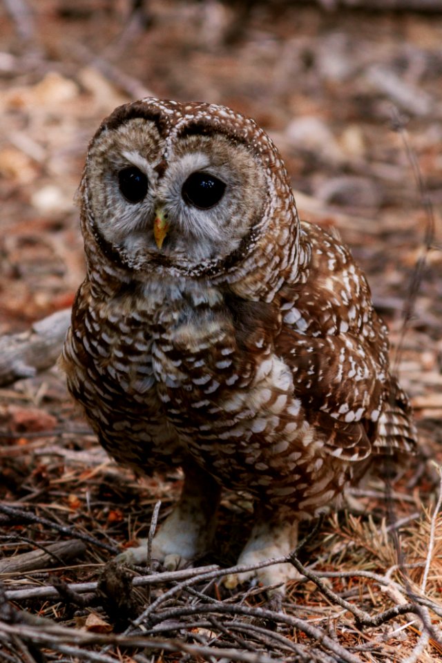 Mexican Spotted Owl