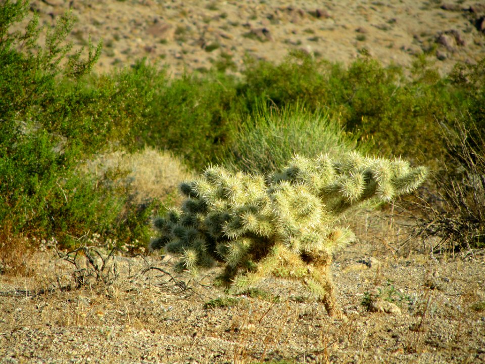 Joshua Tree NP in CA
