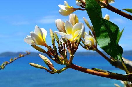Island sea summer