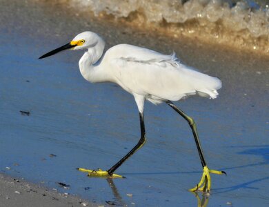 Nature wildlife snowy
